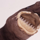 Image for article titled What it's like to be bitten by the cookiecutter shark